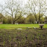 Ką tik pasėta veja su daržo įrankiais ir žaliuojančia aplinka sode