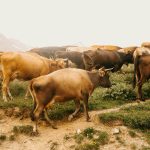 Gyvuliai ganosi žaliuojančioje ganykloje po atviru dangumi saulėtą dieną.