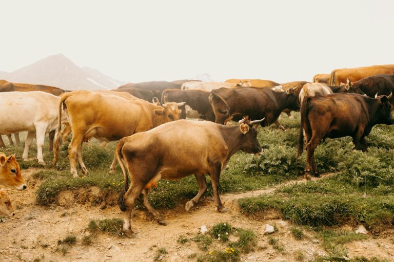 Gyvuliai ganosi žaliuojančioje ganykloje po atviru dangumi saulėtą dieną.